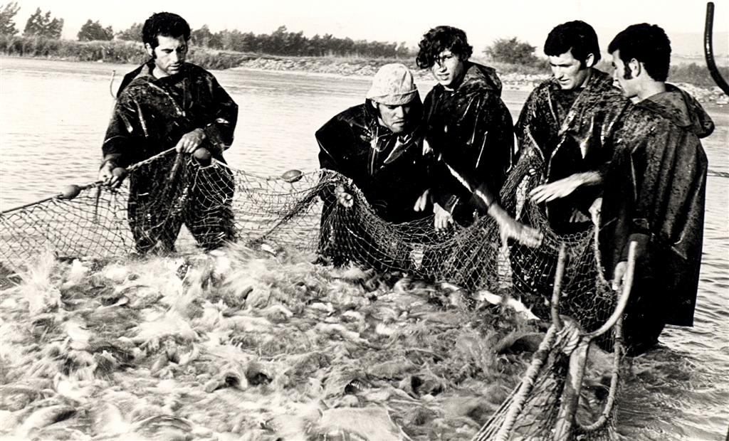  דייגם בחליפות גומי מושכים ברשת עמוסת דגים. מזוהים משמאל: צביקה קינן, חיים מימון, דוד והבה
